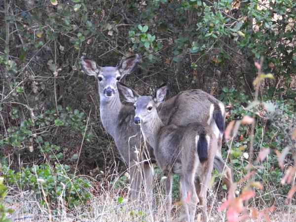 /Images/uploads/Sonoma County Regional Parks Foundation/springlake50/entries/28885thumb.jpg